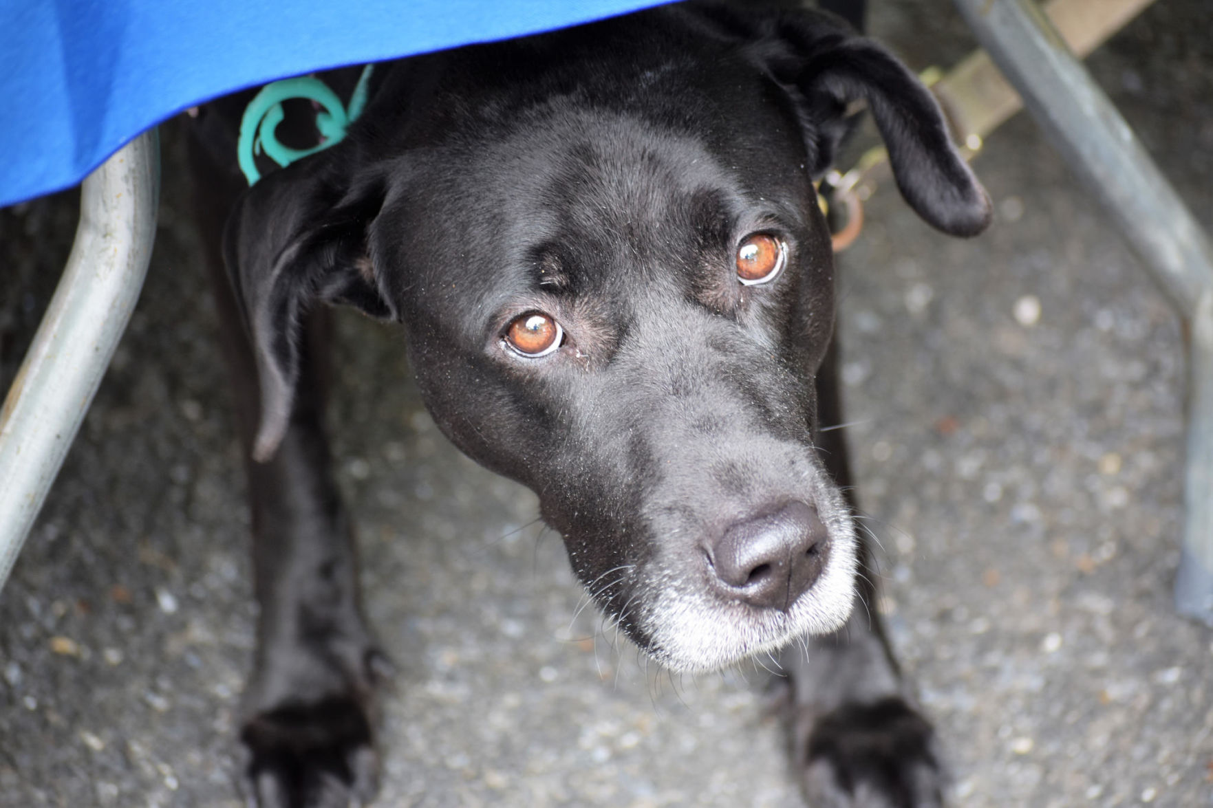 Lab Rescue - 2017 Lab Walk3.jpg